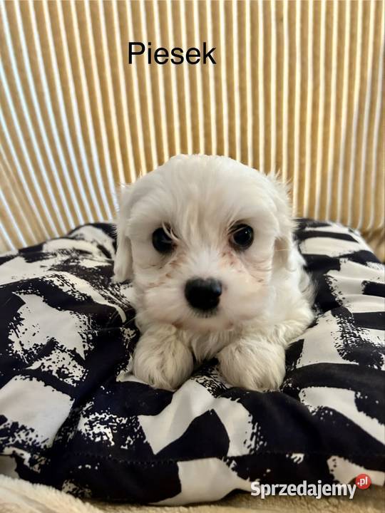 Maltańczyk piesek Łaziska