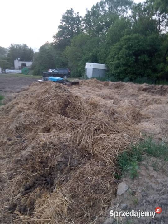 Obornik koński duża ilość okazja odbiór własnym