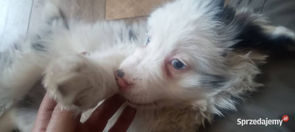 Border collie pies wielkopolskie sprzedam
