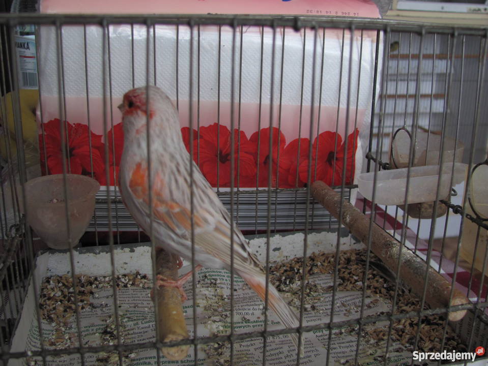 kanarki agatowe czerwona mozaika Dąbrowa Górnicza