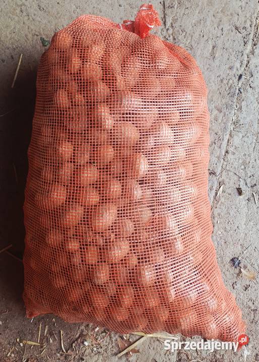 Sprzedam marchewk Dynowa Dynów