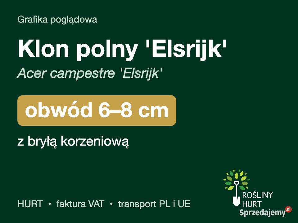 Klon polny Elsrijk Acer campestre obwód 68 z sprzedam