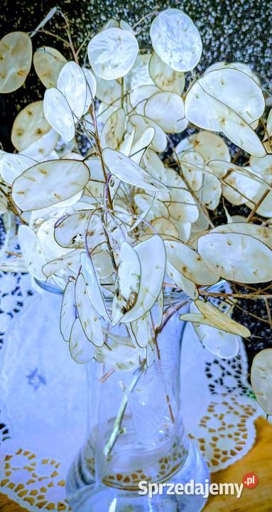 Miesięcznica Judaszowe srebrniki Suszki kwiat do małopolskie