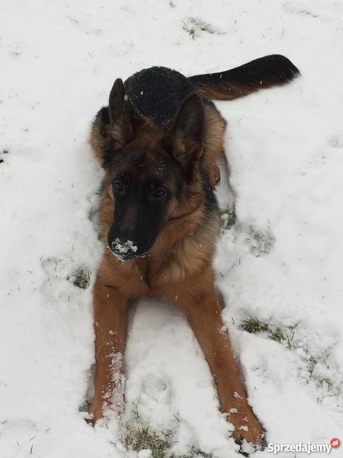 Owczarek niemiecki z rodowodem 6 miesięcy oddam sprzedam