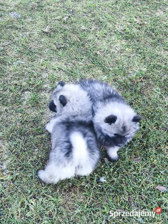 Szpic wilczy szczeniaki suczki i psy