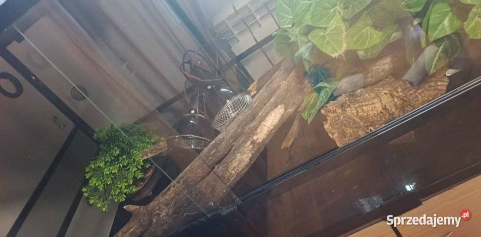 Terrarium Repti Zoo Szklane Super Stan 1606060 Radomyśl nad Sanem