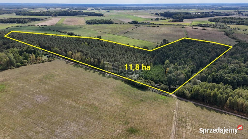 50letni Las Brzoza Sosna Gmina Rajgród podlaskie Pieńczykowo