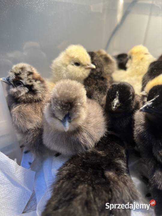 Sprzedam ayam cemani i siki USA Zwierzęta wielkopolskie Poznań