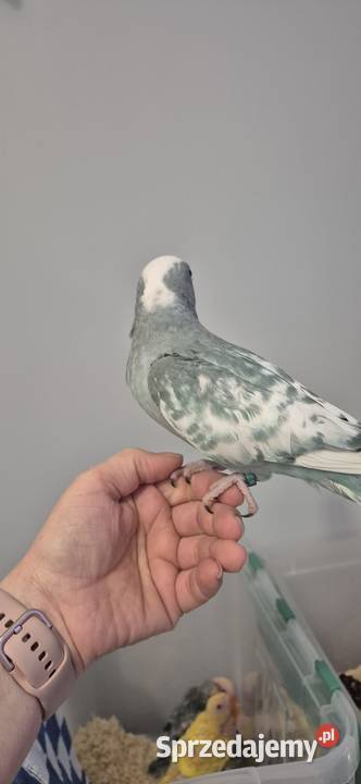 Aleksandrietta obrozna recznie karmiona Ptaki Mysłowice