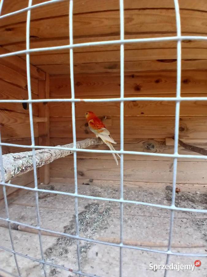Woliera z papugami okazja rozelle Goździk sprzedam