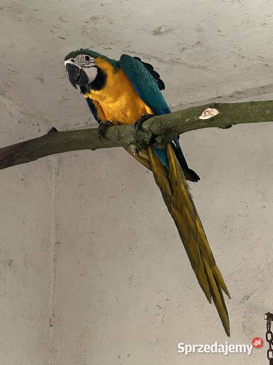 Ara ararauna małopolskie Skała