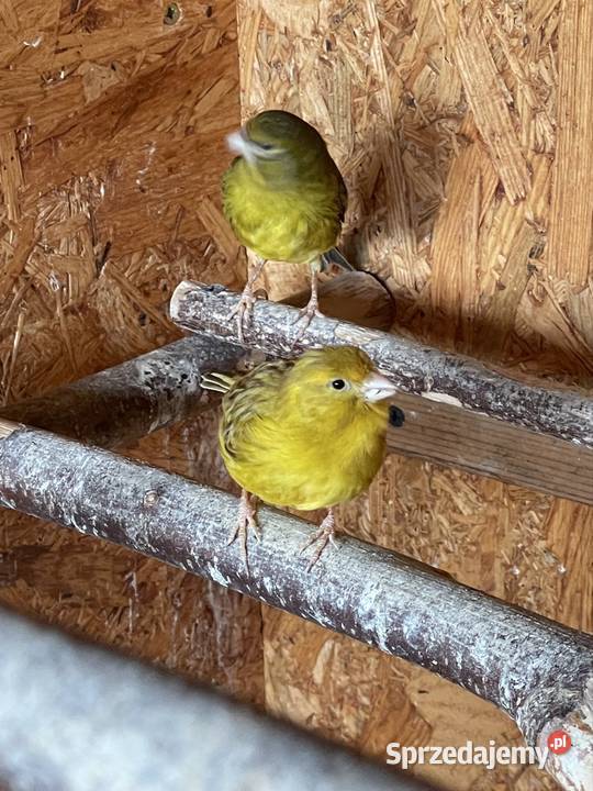 Kanarki Ptaki sprzedam