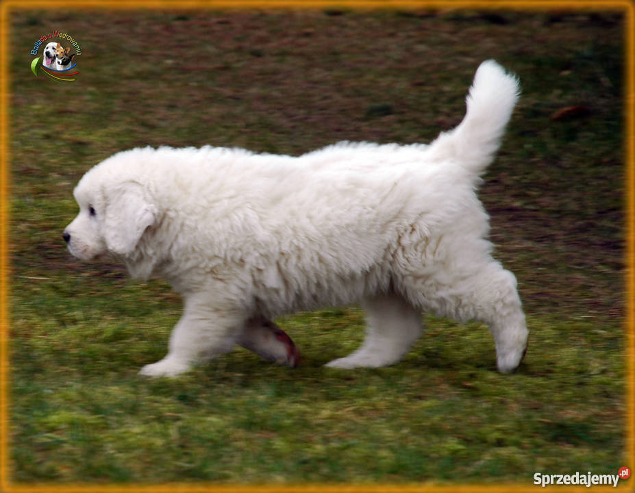 Owczarek podhalański szczenięta rodowód FCI Barczewo