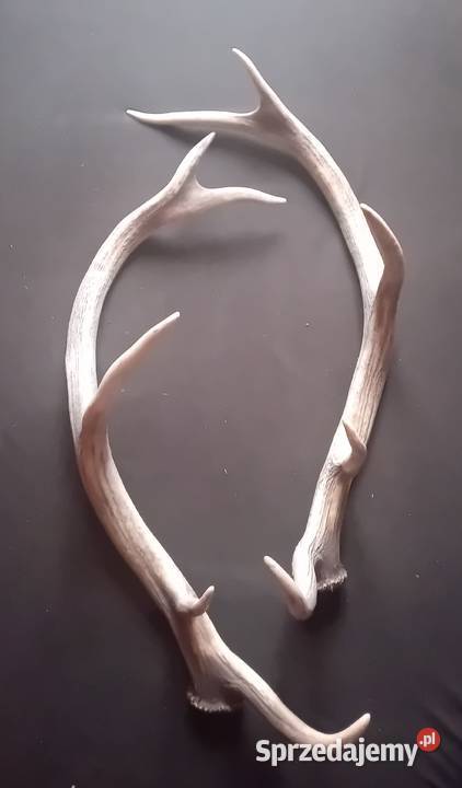 Poroże jelenia zrzuty wielkopolskie Koźminek