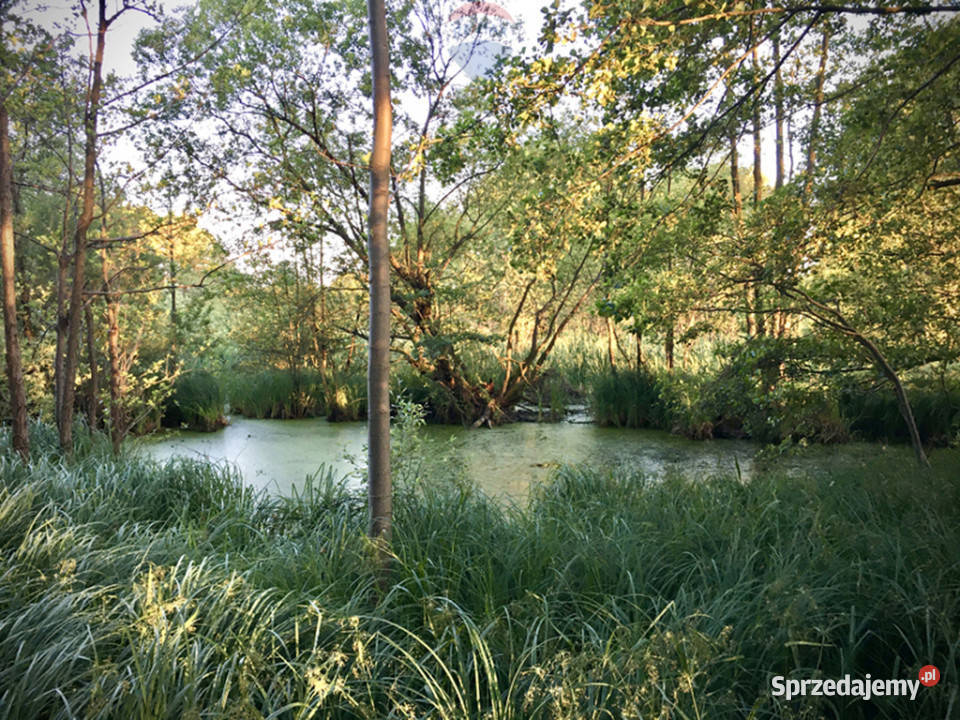 Duża działka rolnobudowlana 28823 ha Mariew sprzedam