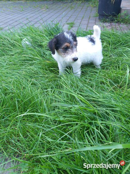 Foksterier szorstkowłosy z rodowodem Nowinka