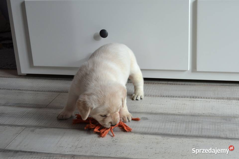 Szczeniaki Labrador Retriever biszkoptowe Żelechlinek