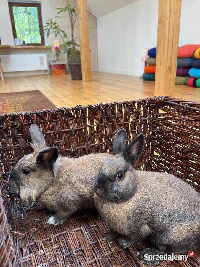 2 zakochane króliki wykastrowane zaprzyjaźnione Gryzonie Warszawa sprzedam
