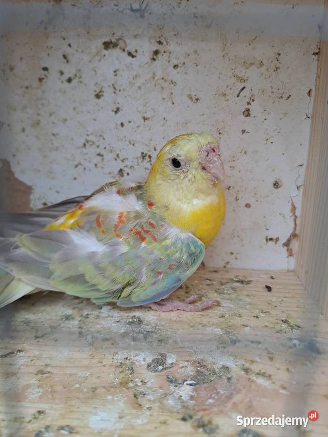 Sprzedam papugi Ptaki Marcinów