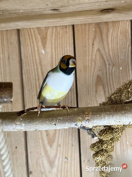 Amadyna wspaniała samiczka 2025 r Ruda Śląska