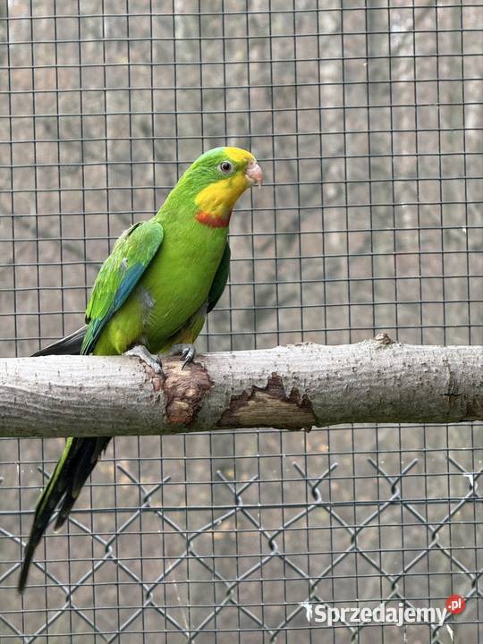 Samiec Barabanda 2024