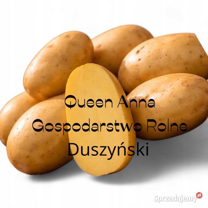 Ziemniaki żółte Queen Anne kartofle pyry z łódzkie Pątnów sprzedam