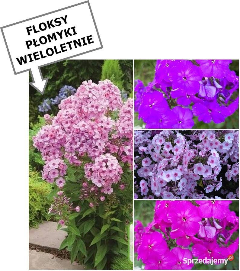 ROZCHODNIK okazały wieloletni inne roślinyWysył Koszalin