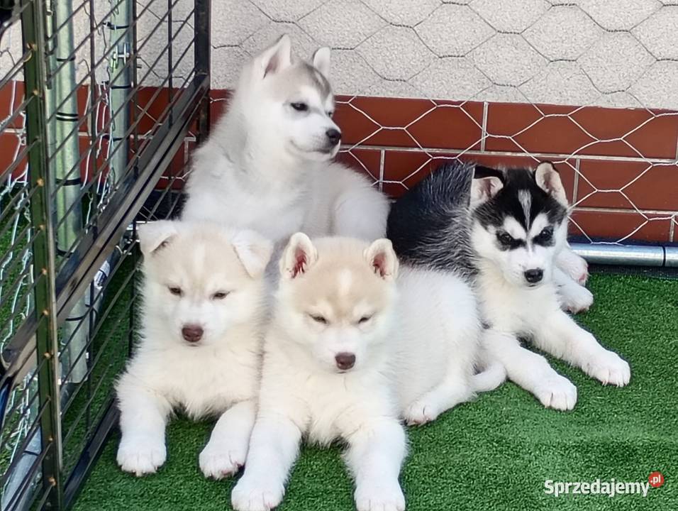 Siberian husky girl śląskie