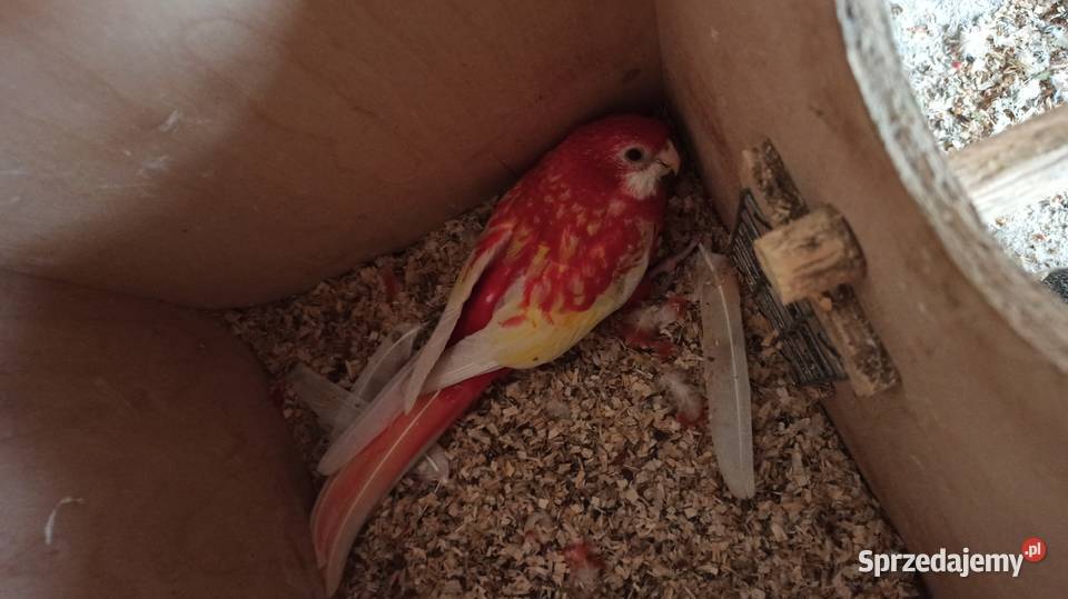 Rozella białolica rubino 22r Przeginia sprzedam