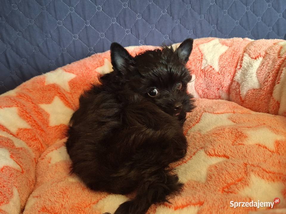 Sunia York czarna York Łomża