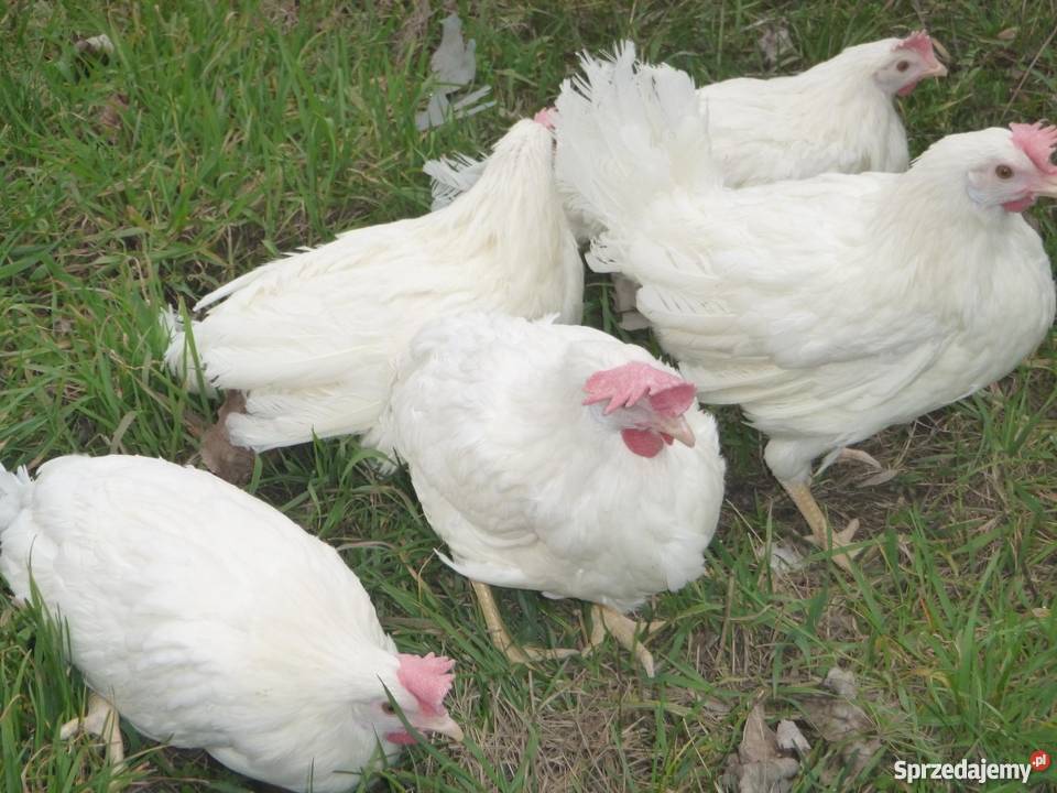 kury towarowe i ogólnoużytkowe Pozostałe sprzedam