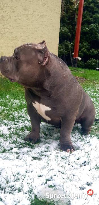 American Bully Standard pies małopolskie Limanowa
