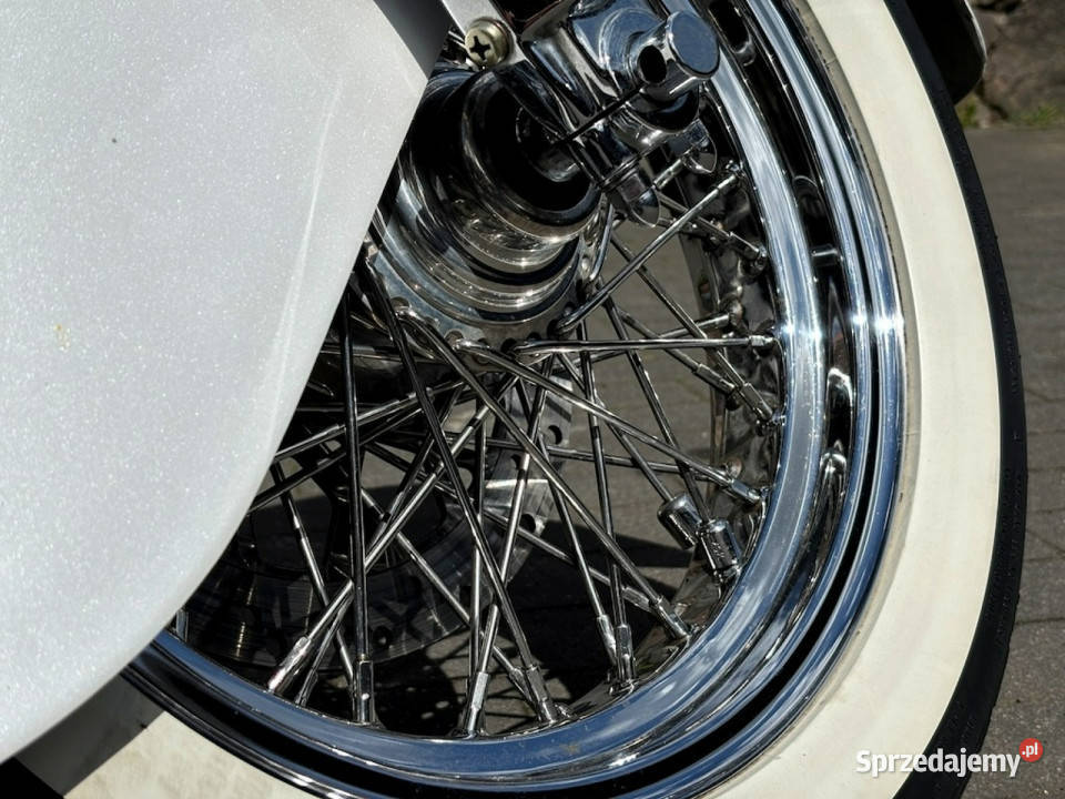 Indian Chief PROMOCJA Indian Chief White of lubuskie Sulechów