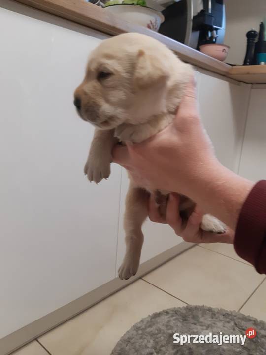 Labrador Milejowice