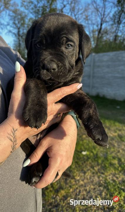 Cane Corso szczeniaki