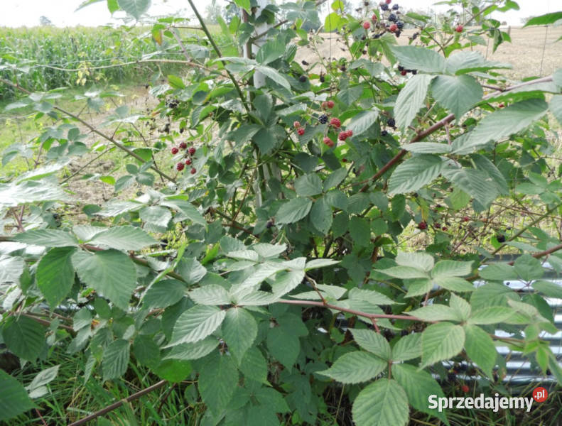 JEŻYNA BEZKOLCOWA Thornfree sadzonki w don Ustronie