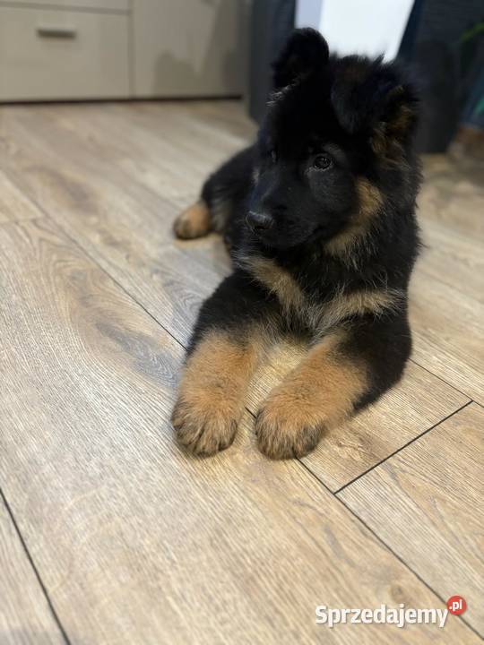 Owczarek Niemiecki szczeniak śląskie sprzedam