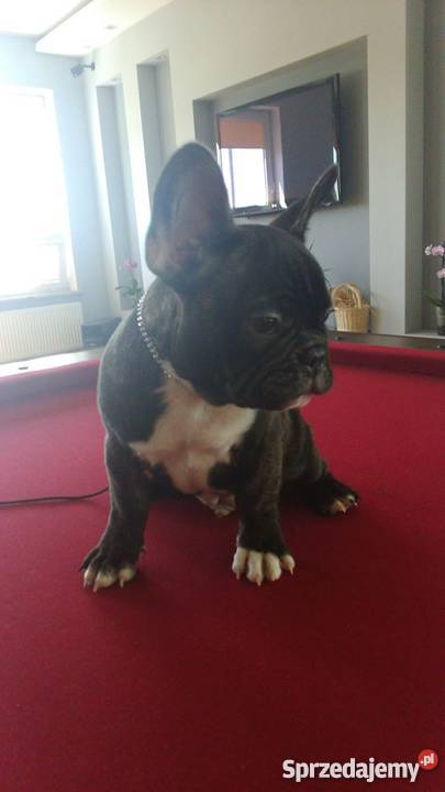 SZCZENIĘTA RASY BULDOG FRANCUSKI FCI