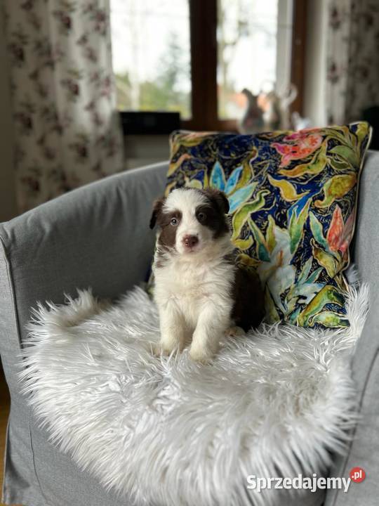 Border Collie szczeniak Tczew