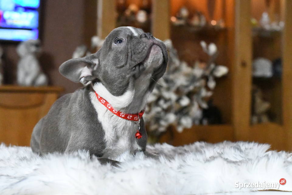Buldog francuski sunia Gotowa do odbioru Buldog Łódź
