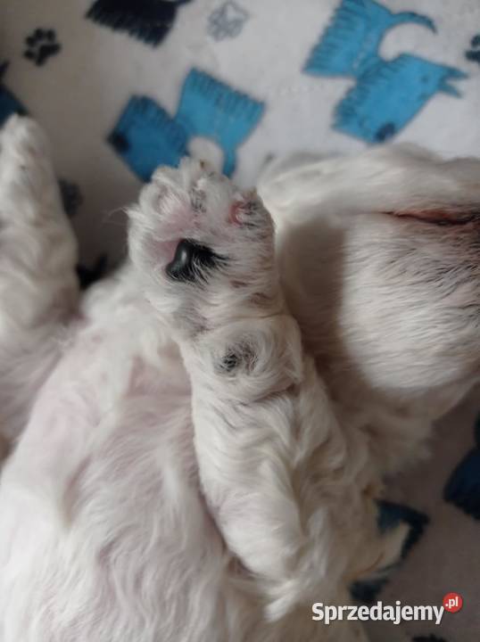 Szczenię Bichon Frise Bielkówko