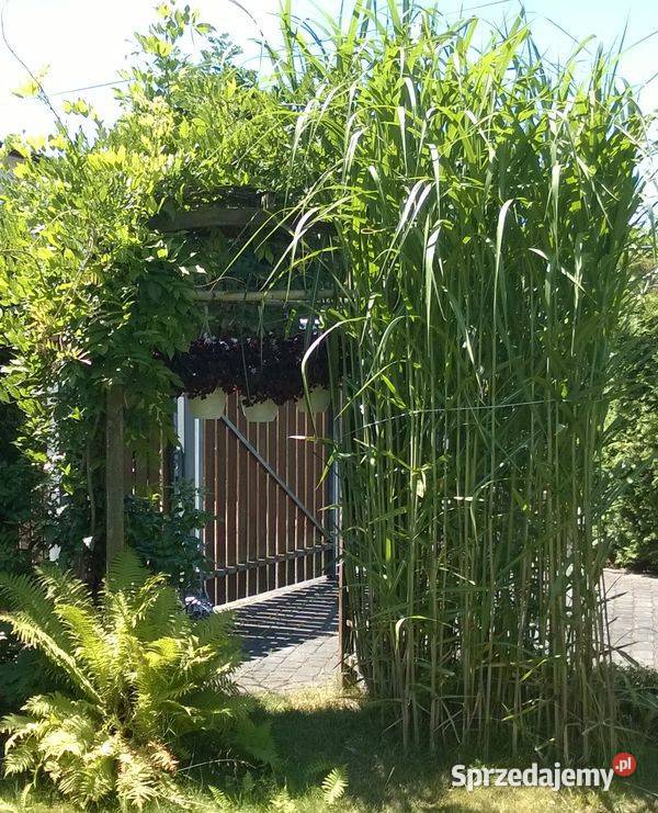 Miskant olbrzymi duża sadzonka XXL karpy Trawy sprzedam