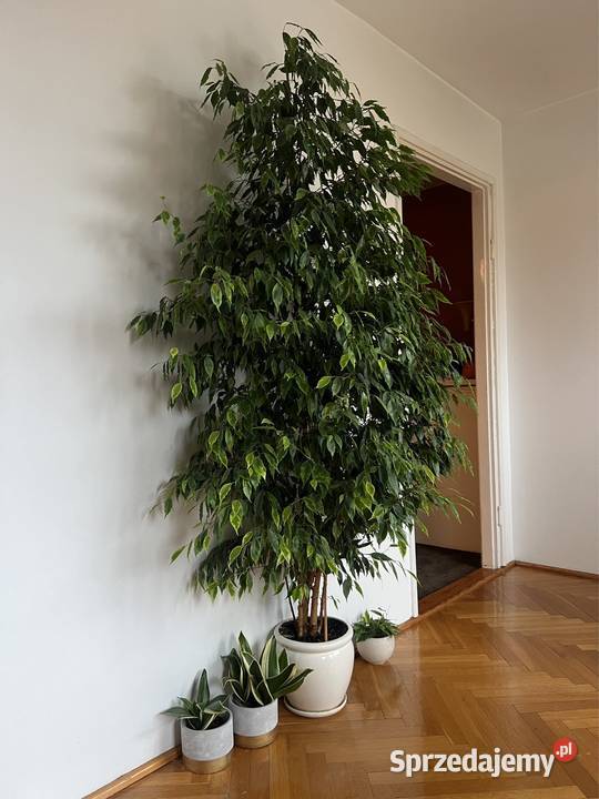 fikus beniamina żywy 205 zdrowy zadbany Syców
