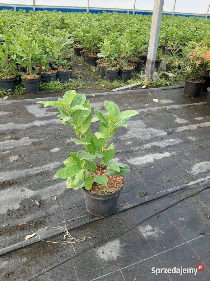 Laurowiśnia Wschodnia 'Rotundifolia' 25-50cm Donica 2L