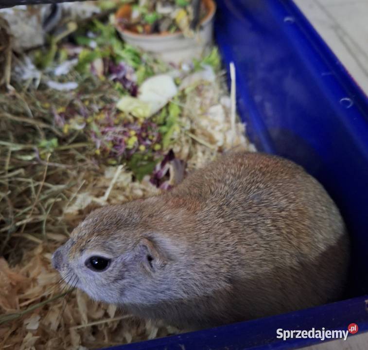 suseł preriowy suseł richardsona mazowieckie Mińsk Mazowiecki