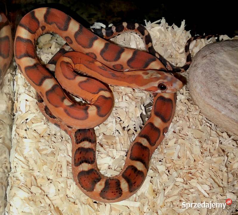 Wąż zbożowy węże zbożowe zbożówka SCALELESS bez Warszawa