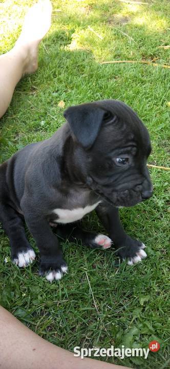Piesek Pitbull śląskie Częstochowa