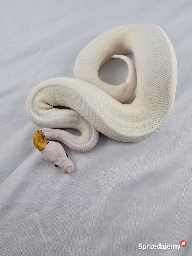 Wąż pyton królewski python regius samica