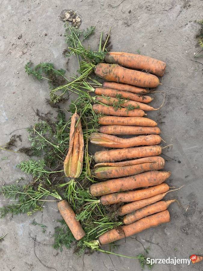 MARCHEW ODPADOWA kujawsko-pomorskie Wójcin sprzedam