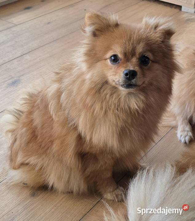 Pomeranian suczka szpic miniaturowy zkwp FCI Piątkowisko